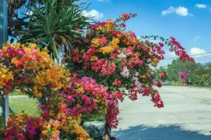 Multicolor Bougainvillea