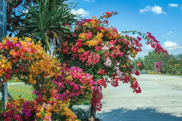 Multicolor Bougainvillea